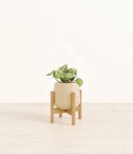 Load image into Gallery viewer, Almond Green stand:bamboo
