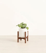 Load image into Gallery viewer, White stand:walnut

