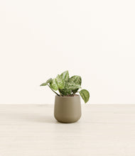 Load image into Gallery viewer, Olive*****Profile
