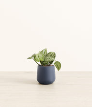 Load image into Gallery viewer, Deep Navy*****Profile
