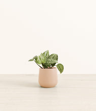 Load image into Gallery viewer, Gentle Pink*****Profile
