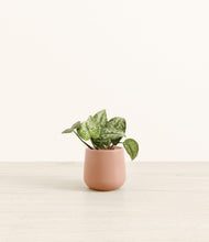 Load image into Gallery viewer, Calm Rose*****Profile

