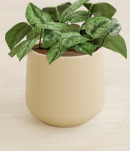 Load image into Gallery viewer, Almond Green stand:all
