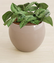 Load image into Gallery viewer, Desert Brown stand:all
