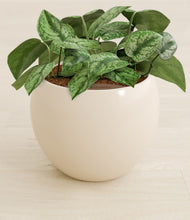Load image into Gallery viewer, Shiny EggWhite stand:all
