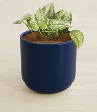 Load image into Gallery viewer, Twilight Blue stand:all
