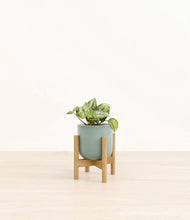 Load image into Gallery viewer, Reactive Aqua stand:bamboo
