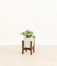 Load image into Gallery viewer, Cotton White stand:walnut
