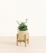 Load image into Gallery viewer, Almond Green stand:bamboo
