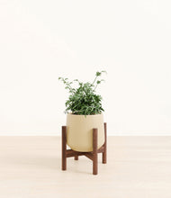 Load image into Gallery viewer, Almond Green stand:walnut
