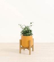 Load image into Gallery viewer, Mustard stand:bamboo
