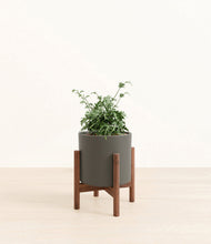 Load image into Gallery viewer, Dark Olive stand:walnut
