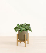 Load image into Gallery viewer, Olive stand:bamboo
