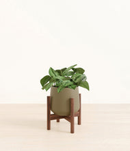 Load image into Gallery viewer, Olive stand:walnut

