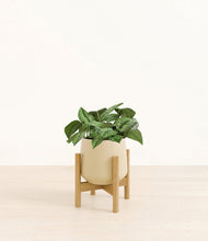 Load image into Gallery viewer, Almond Green stand:bamboo
