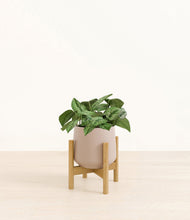 Load image into Gallery viewer, Eternal Gray stand:bamboo
