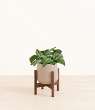 Load image into Gallery viewer, Eternal Gray stand:walnut
