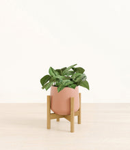 Load image into Gallery viewer, Calm Rose stand:bamboo
