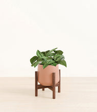 Load image into Gallery viewer, Calm Rose stand:walnut
