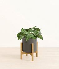 Charger l'image dans la galerie, Dark Olive stand:light
