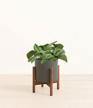 Charger l'image dans la galerie, Dark Olive stand:dark
