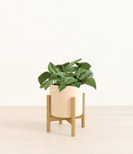 Charger l'image dans la galerie, Cream stand:light
