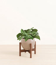 Load image into Gallery viewer, Desert Brown stand:walnut
