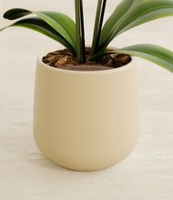 Load image into Gallery viewer, Almond Green stand:all
