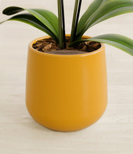 Load image into Gallery viewer, Mustard stand:all
