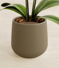 Load image into Gallery viewer, Olive stand:all
