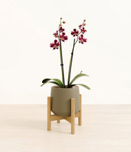 Load image into Gallery viewer, Olive stand:bamboo
