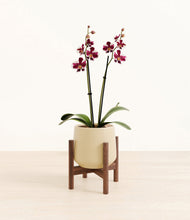 Load image into Gallery viewer, Almond Green stand:walnut
