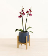 Load image into Gallery viewer, Deep Navy stand:bamboo

