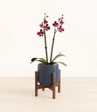 Load image into Gallery viewer, Deep Navy stand:walnut
