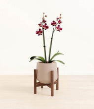 Load image into Gallery viewer, Eternal Gray stand:walnut
