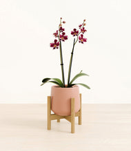 Load image into Gallery viewer, Calm Rose stand:bamboo
