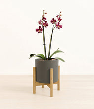 Load image into Gallery viewer, Dark Olive stand:bamboo
