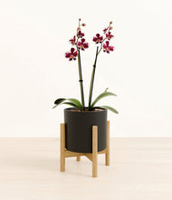 Load image into Gallery viewer, Black stand:bamboo
