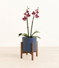 Load image into Gallery viewer, Deep Navy stand:walnut
