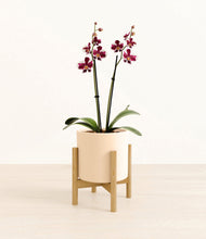 Load image into Gallery viewer, Cream stand:bamboo
