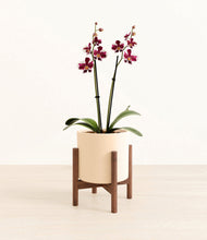 Load image into Gallery viewer, Cream stand:walnut
