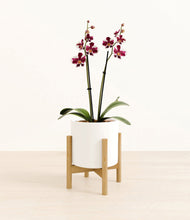 Load image into Gallery viewer, White stand:bamboo
