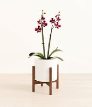 Load image into Gallery viewer, White stand:walnut
