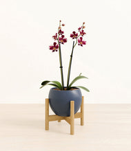 Load image into Gallery viewer, Deep Navy stand:bamboo
