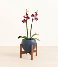 Load image into Gallery viewer, Deep Navy stand:walnut
