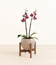 Load image into Gallery viewer, Desert Brown stand:walnut
