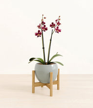 Load image into Gallery viewer, Deep Ocean stand:bamboo
