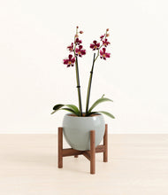 Load image into Gallery viewer, Deep Ocean stand:walnut
