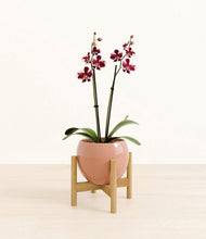 Load image into Gallery viewer, Calm Rose stand:bamboo
