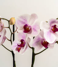 Load image into Gallery viewer, ALL
